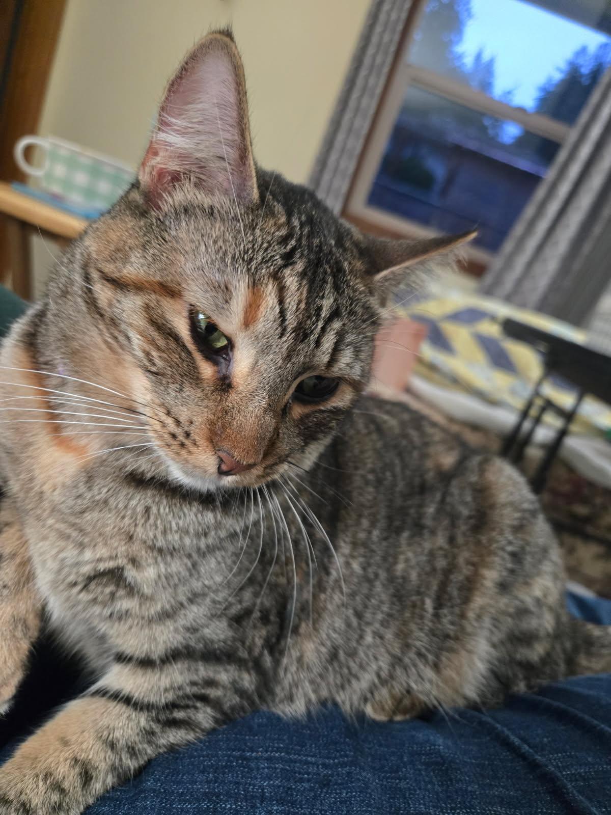 Lilah, a Adoptable mixed breed in Portland, OR image 6/6