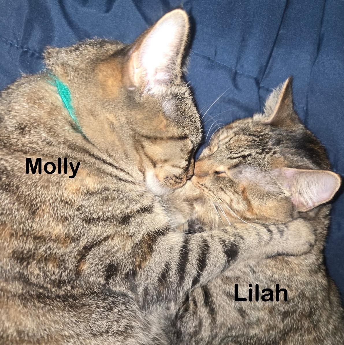 Lilah, a Adoptable mixed breed in Portland, OR image 4/6