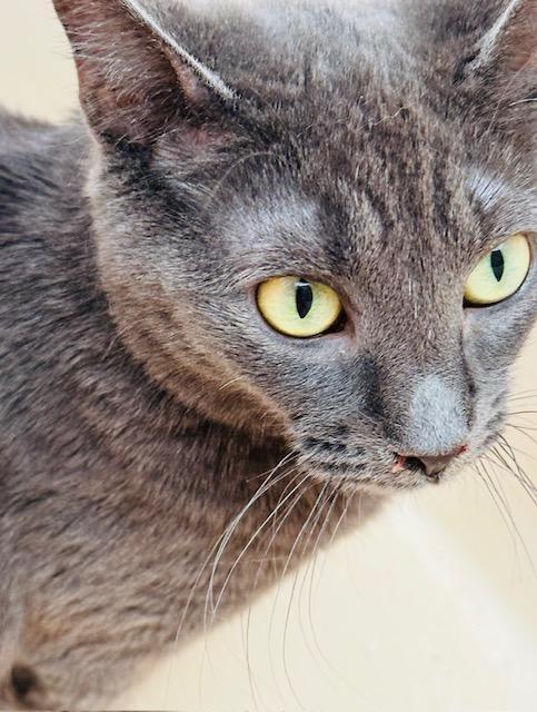 Fawny, an adoptable Domestic Short Hair in Las Vegas, NV, 89101 | Photo Image 2