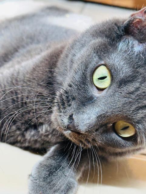 Fawny, an adoptable Domestic Short Hair in Las Vegas, NV, 89101 | Photo Image 1