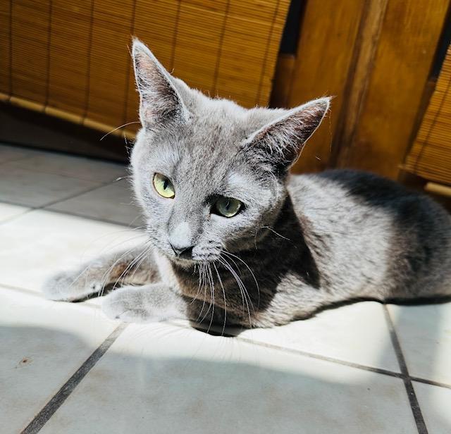 Fawny, an adoptable Domestic Short Hair in Las Vegas, NV, 89101 | Photo Image 4