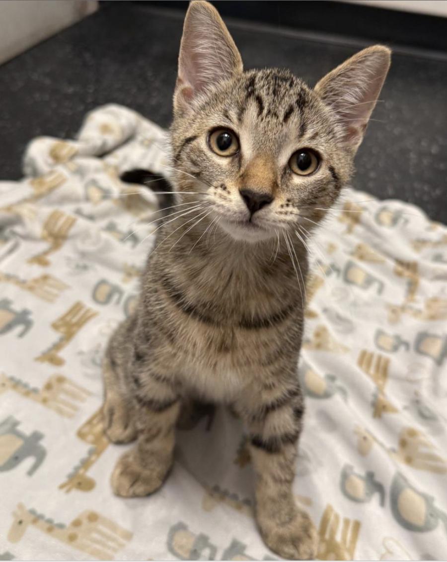 Enlarge Bon Bon, a Adopted Domestic Short Hair in Brooklyn, NY image 2/3