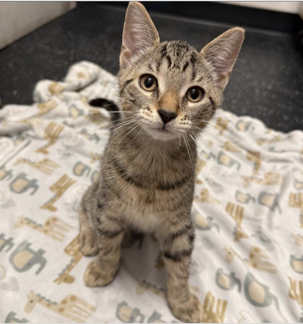 Enlarge Bon Bon, a Adopted Domestic Short Hair in Brooklyn, NY image 3/3