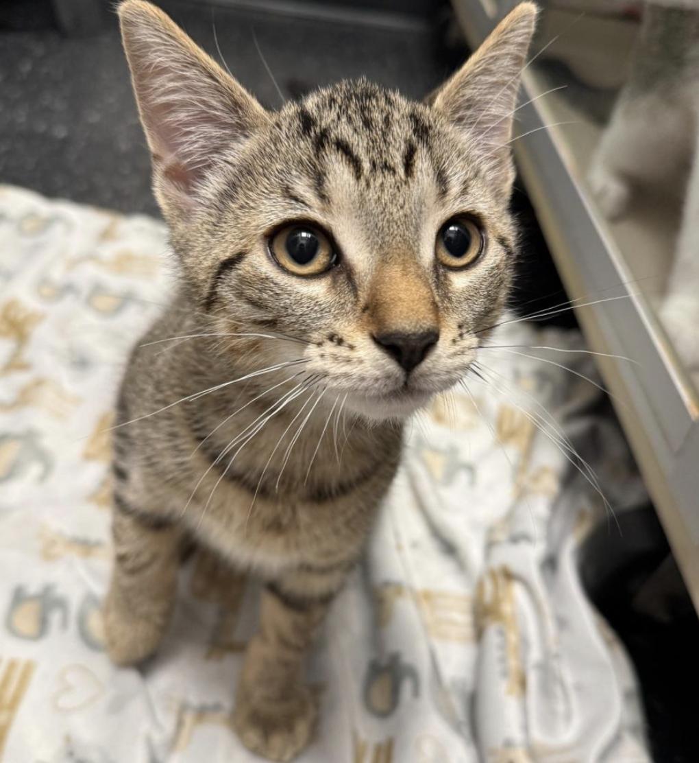 Bon Bon, Adopted, Kitten Male Domestic Short Hair.