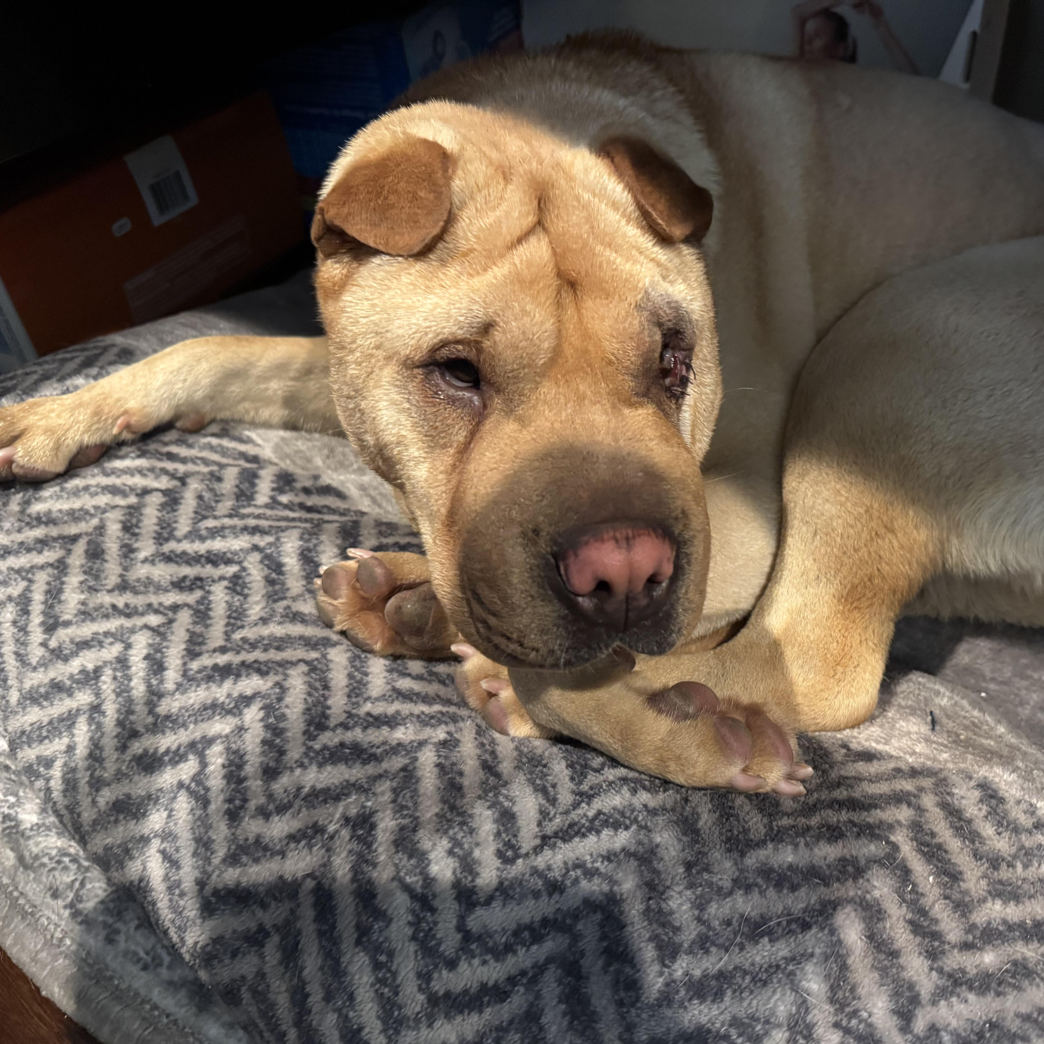 Enlarge SWEET AMBER, a Adoptable Shar-Pei in Claremont , CA image 4/4