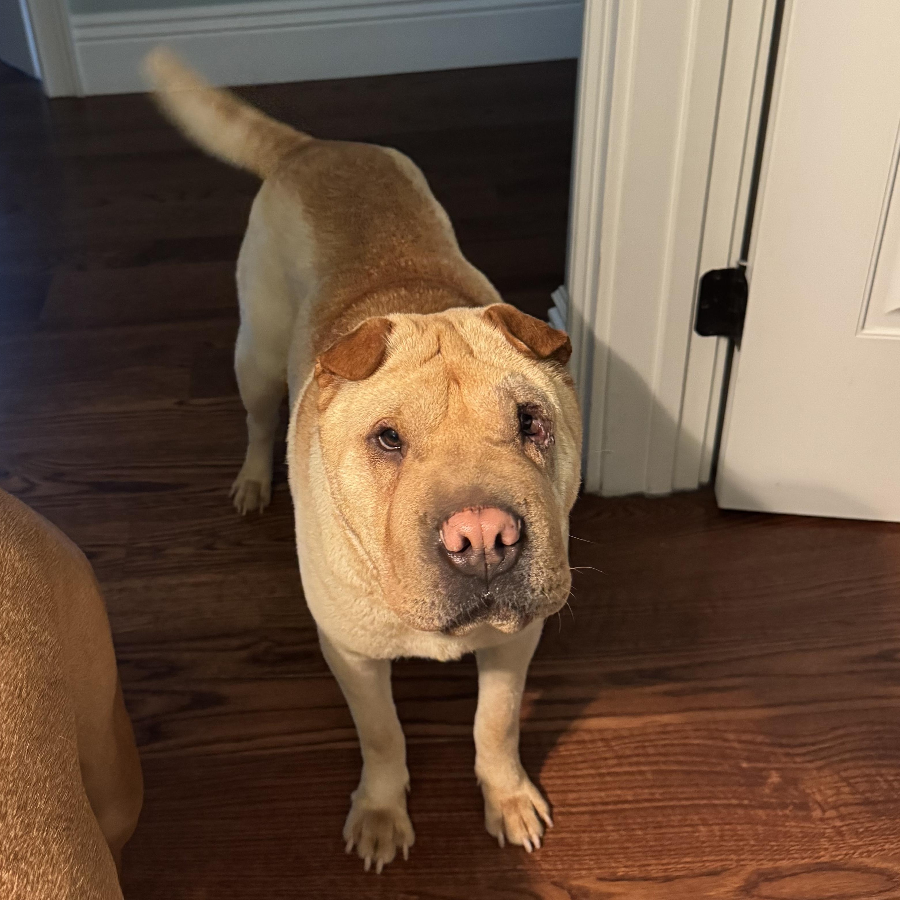 Enlarge SWEET AMBER, a Adoptable Shar-Pei in Claremont , CA image 1/4