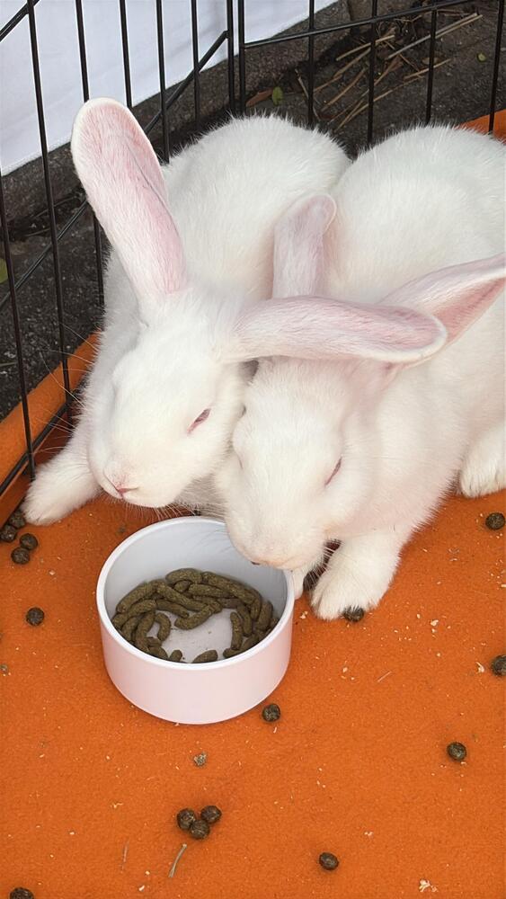 Enlarge Gizmo and Gus, a Adoptable Florida White in Melbourne, FL image 1/6