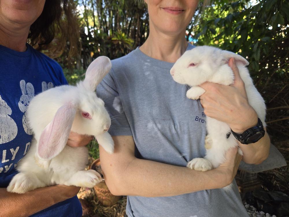Enlarge Gizmo and Gus, a Adoptable Florida White in Melbourne, FL image 2/6