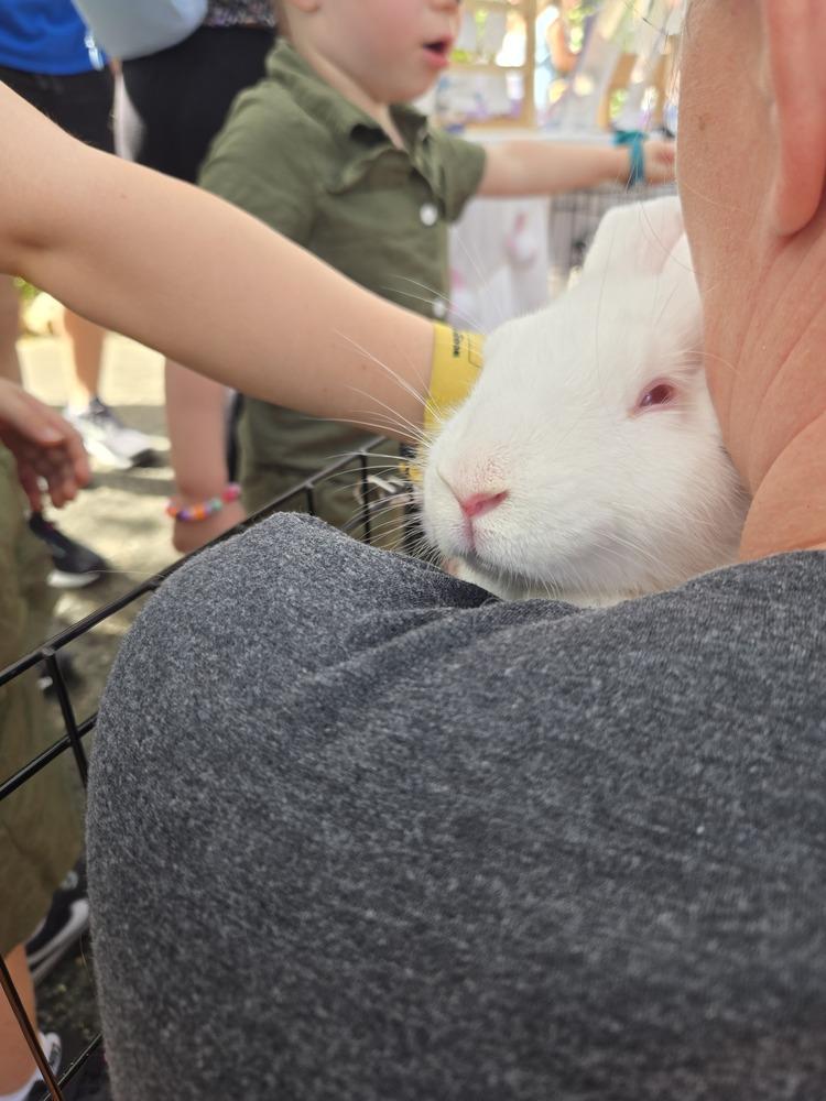 Enlarge Gizmo and Gus, a Adoptable Florida White in Melbourne, FL image 3/6