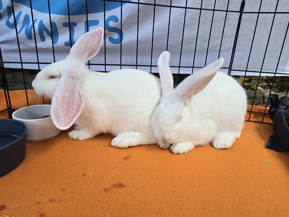 Enlarge Gizmo and Gus, a Adoptable Florida White in Melbourne, FL image 4/6