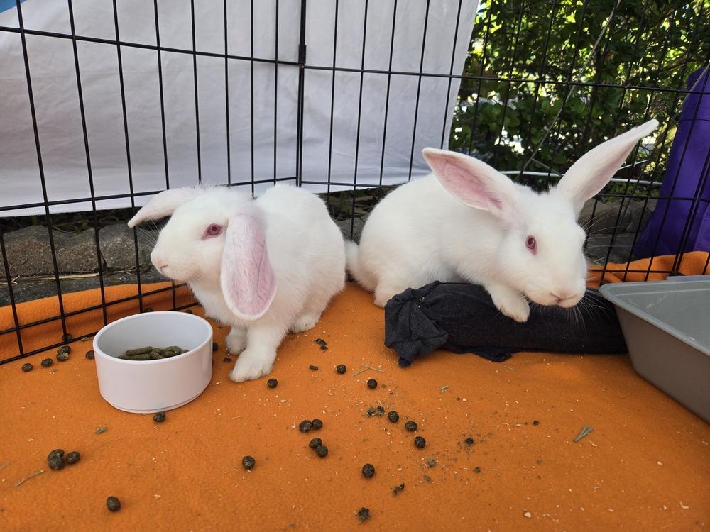 Enlarge Gizmo and Gus, a Adoptable Florida White in Melbourne, FL image 5/6
