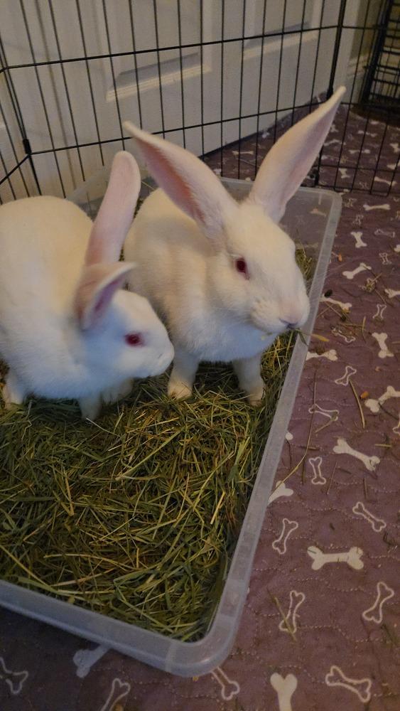 Gizmo and Gus, Adoptable, Young Male Florida White.