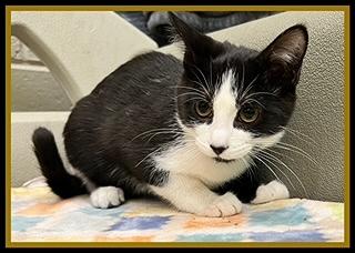 TATUM, Adoptable, Kitten Male Domestic Short Hair.