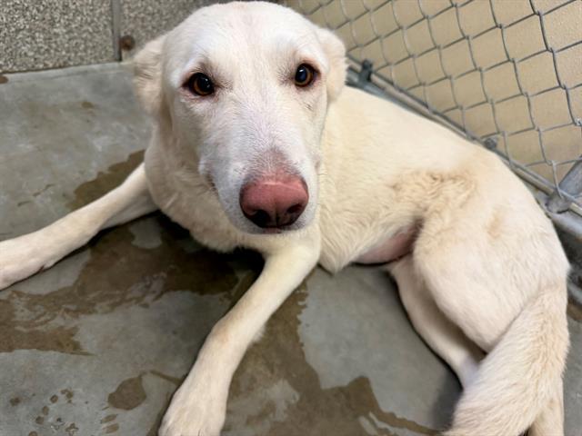 GINNY, Adoptable, Young Female German Shepherd Dog & Mixed Breed.