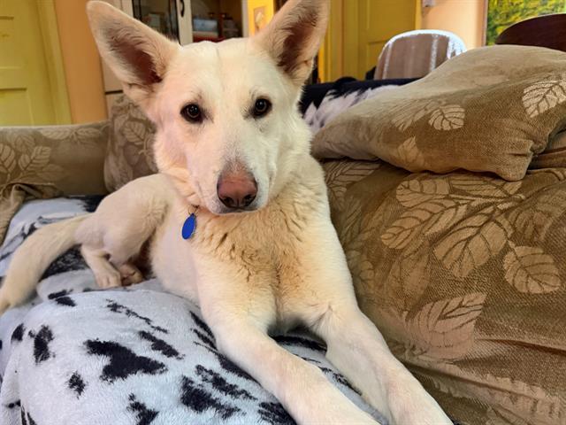 Enlarge GINNY, a Adoptable mixed breed in Santa Rosa, CA image 1/1