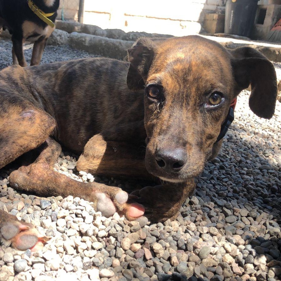Chief, Adult Male Mixed Breed