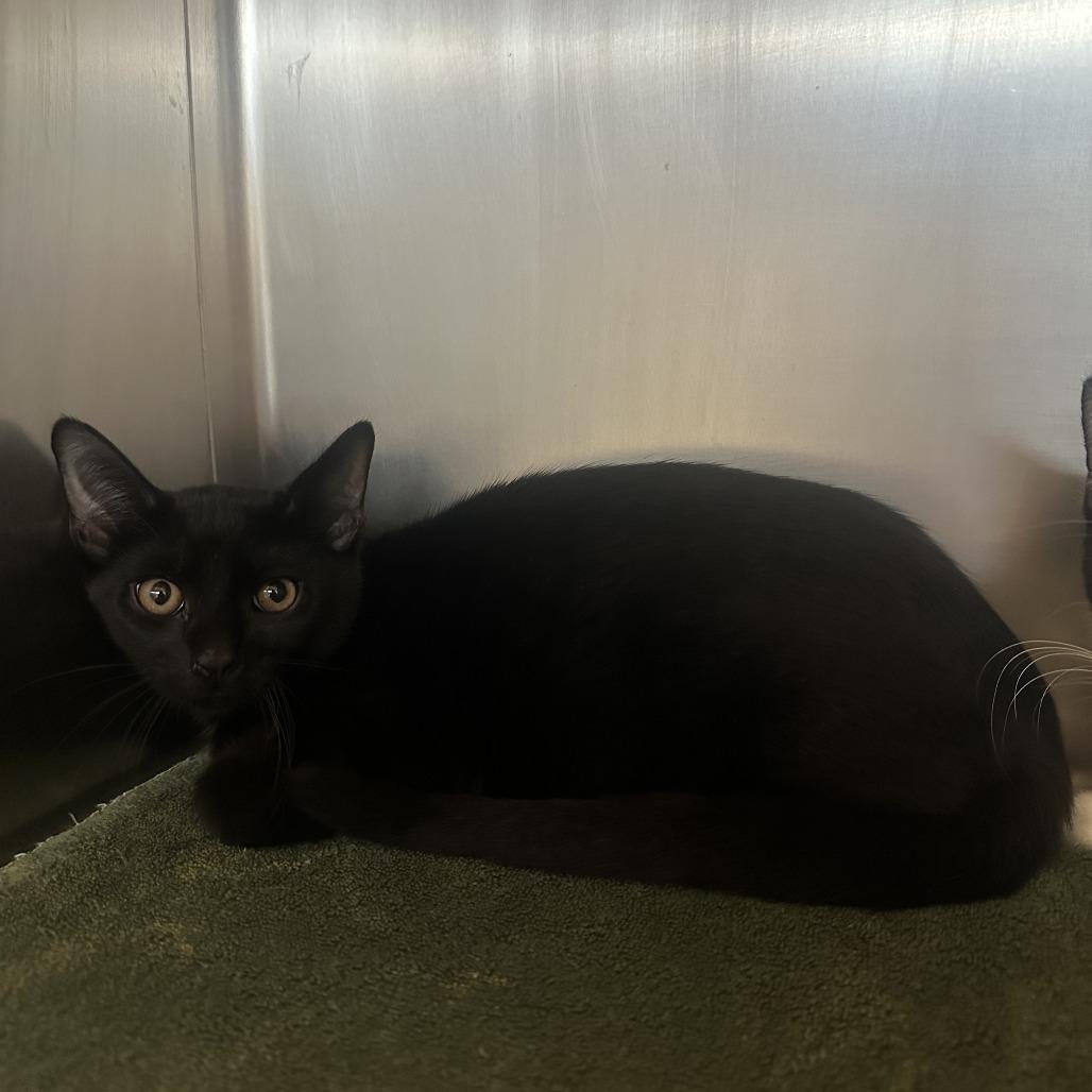 Riku, Adoptable, Kitten Male Domestic Short Hair.