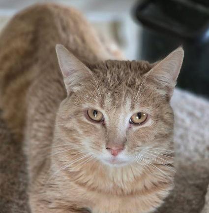 Emerson — thumbnail 2