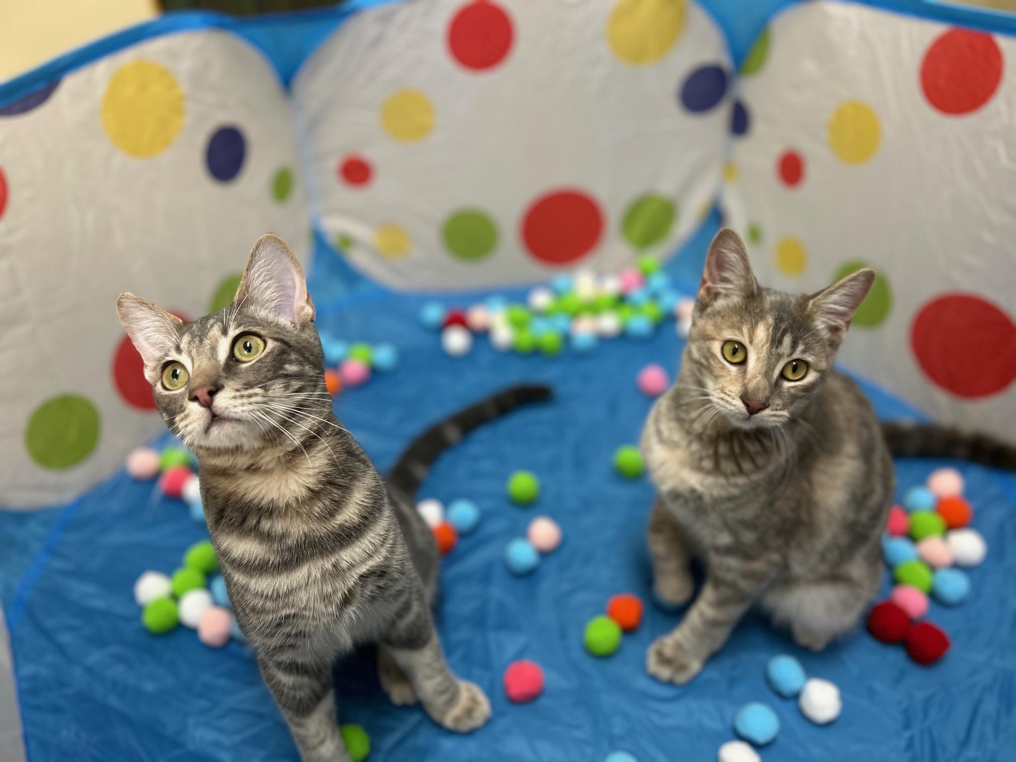 Lacey - Bonded Pair