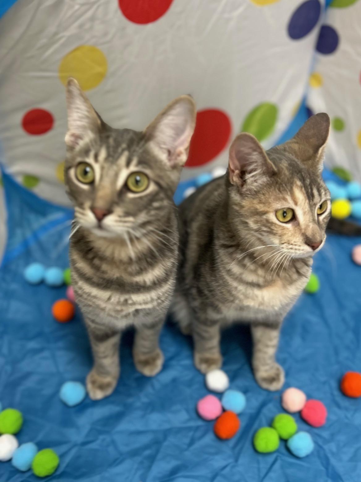 Lacey - Bonded Pair
