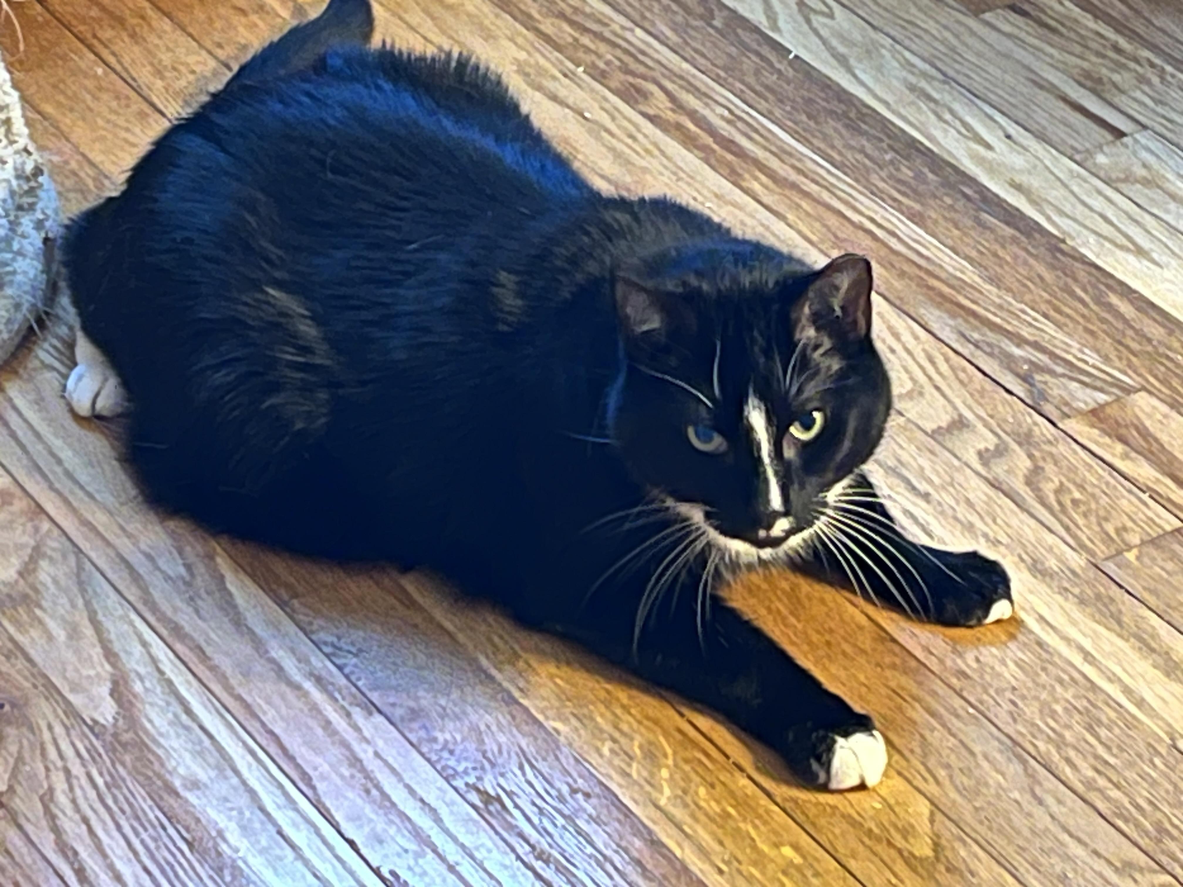 Enlarge Savannah, a ADOPTABLE Domestic Short Hair in River Edge, NJ image 2/2