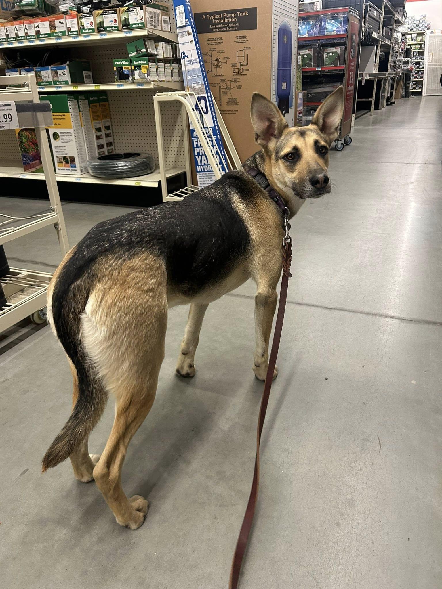 Enlarge Lucy Goosey, a Adoptable mixed breed in Temecula, CA image 5/6