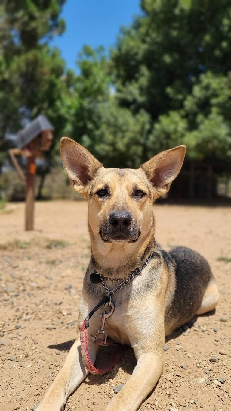 Lucy Goosey, an adoptable mixed breed in Temecula, CA image 1/5