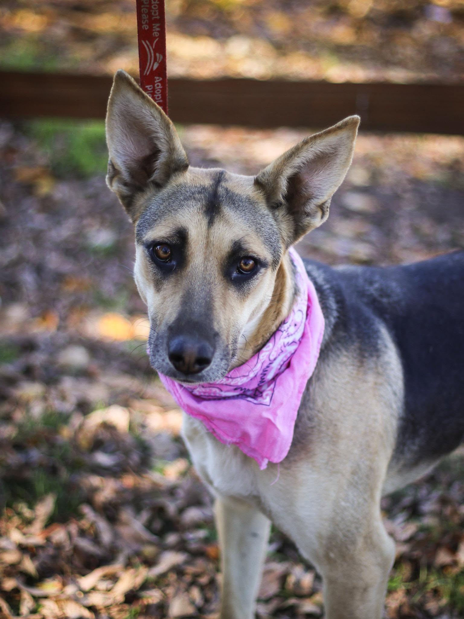 Lucy Goosey, Adoptable, Young Female German Shepherd Dog.