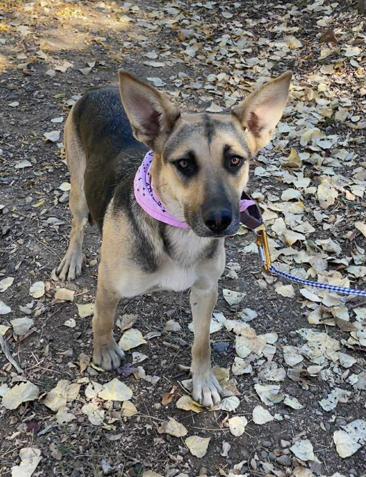 Enlarge Lucy Goosey, a Adoptable mixed breed in Temecula, CA image 2/6