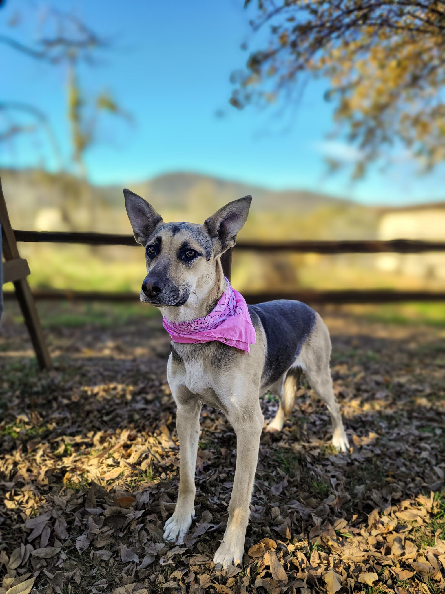 Enlarge Lucy Goosey, a Adoptable mixed breed in Temecula, CA image 3/6