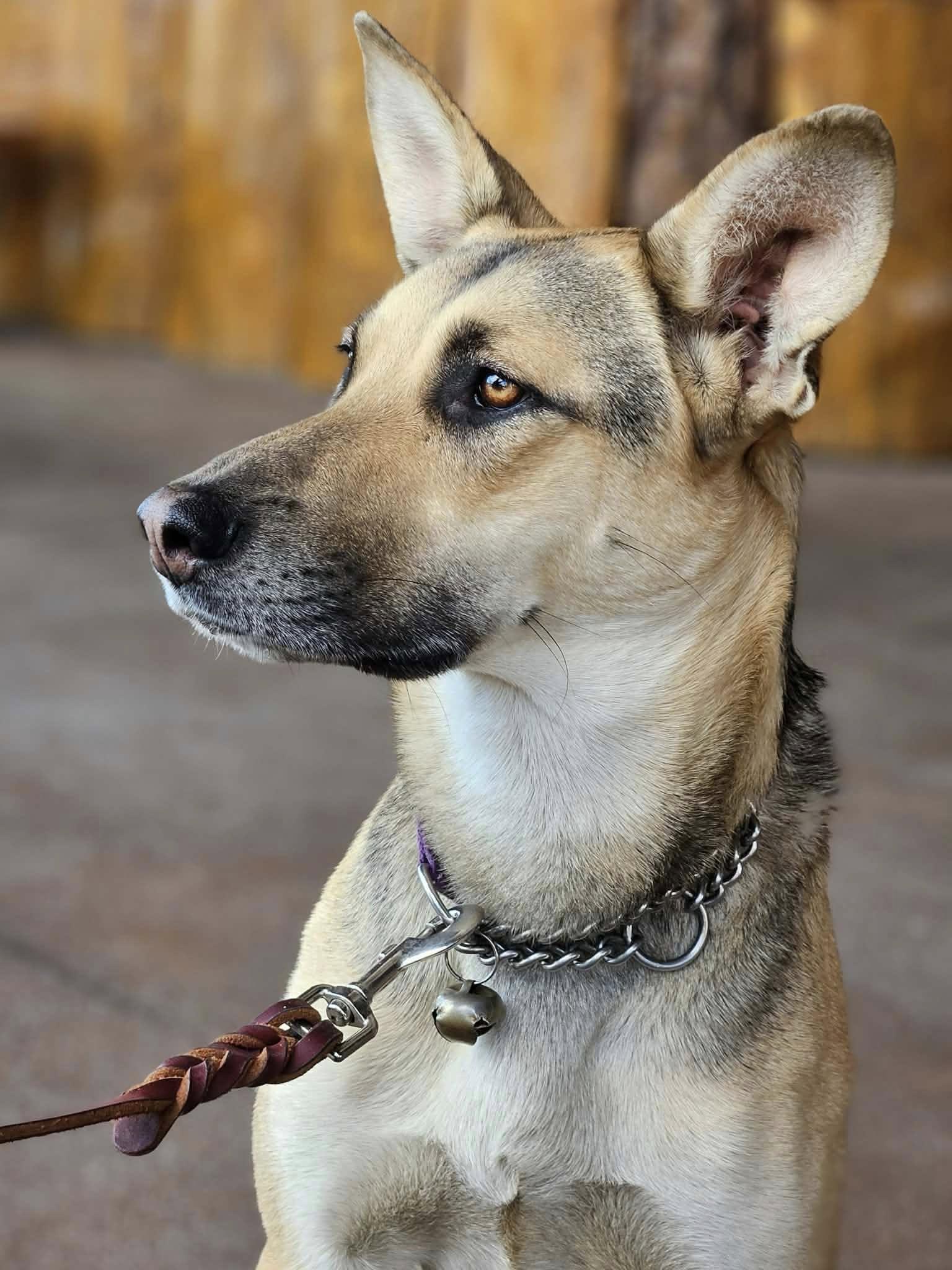 Enlarge Lucy Goosey, a Adoptable mixed breed in Temecula, CA image 6/6