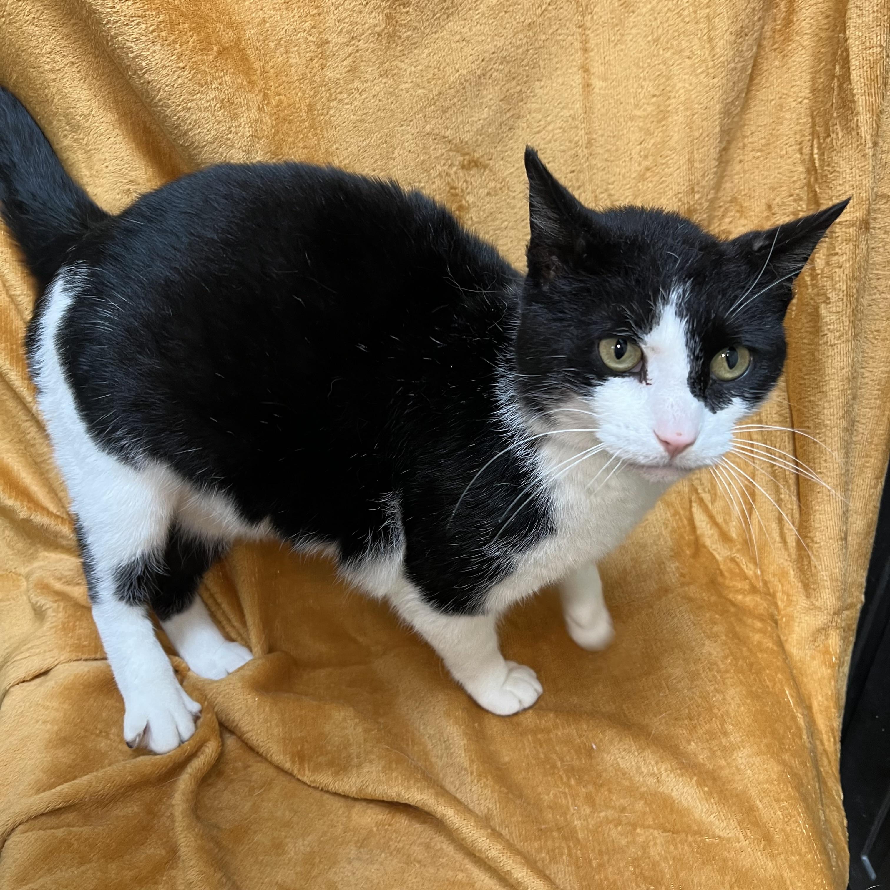 Bowie, a ADOPTABLE Domestic Short Hair in Fairmont, MN image 6/6