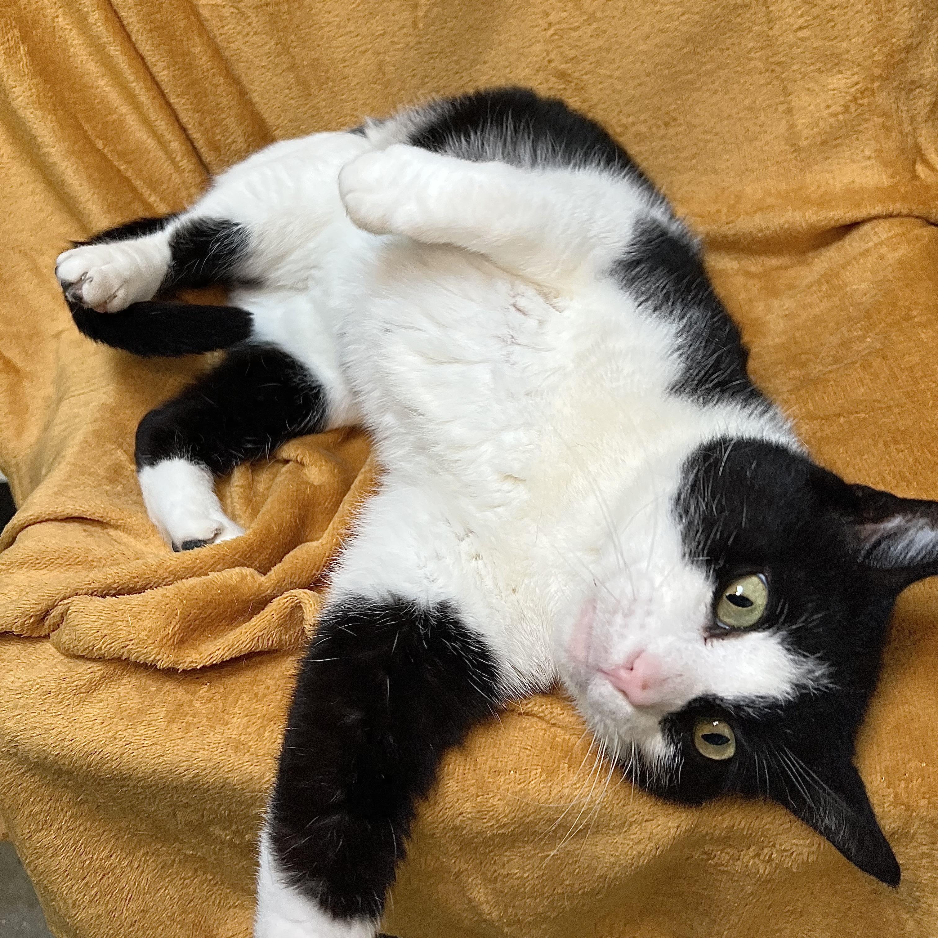 Bowie, ADOPTABLE, Adult Male Domestic Short Hair.