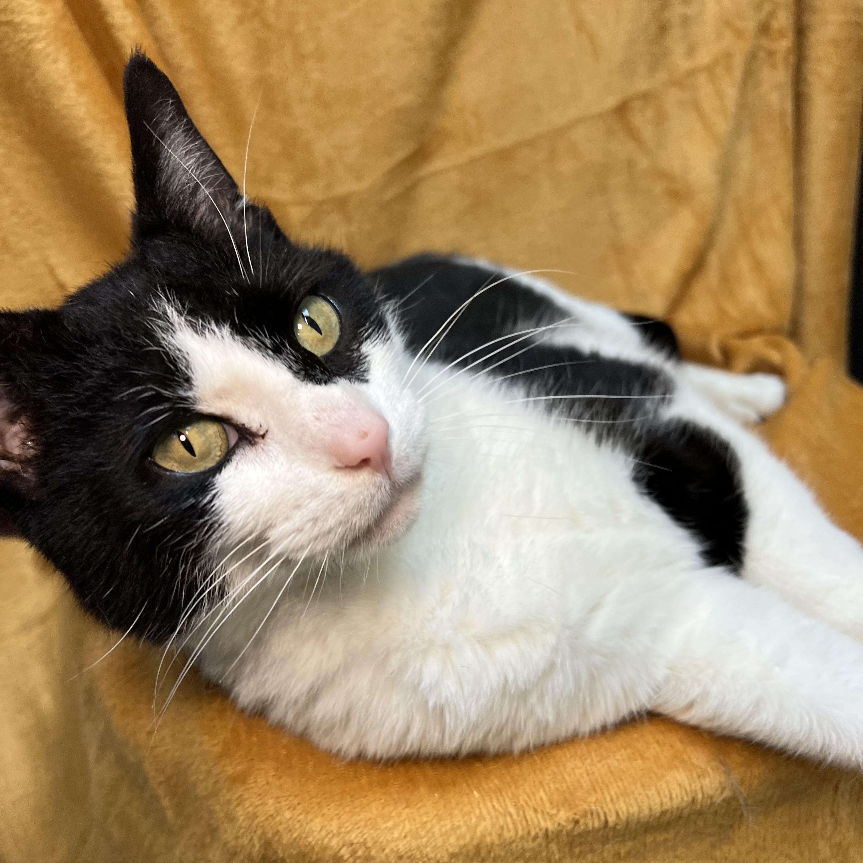 Bowie, a ADOPTABLE Domestic Short Hair in Fairmont, MN image 2/6