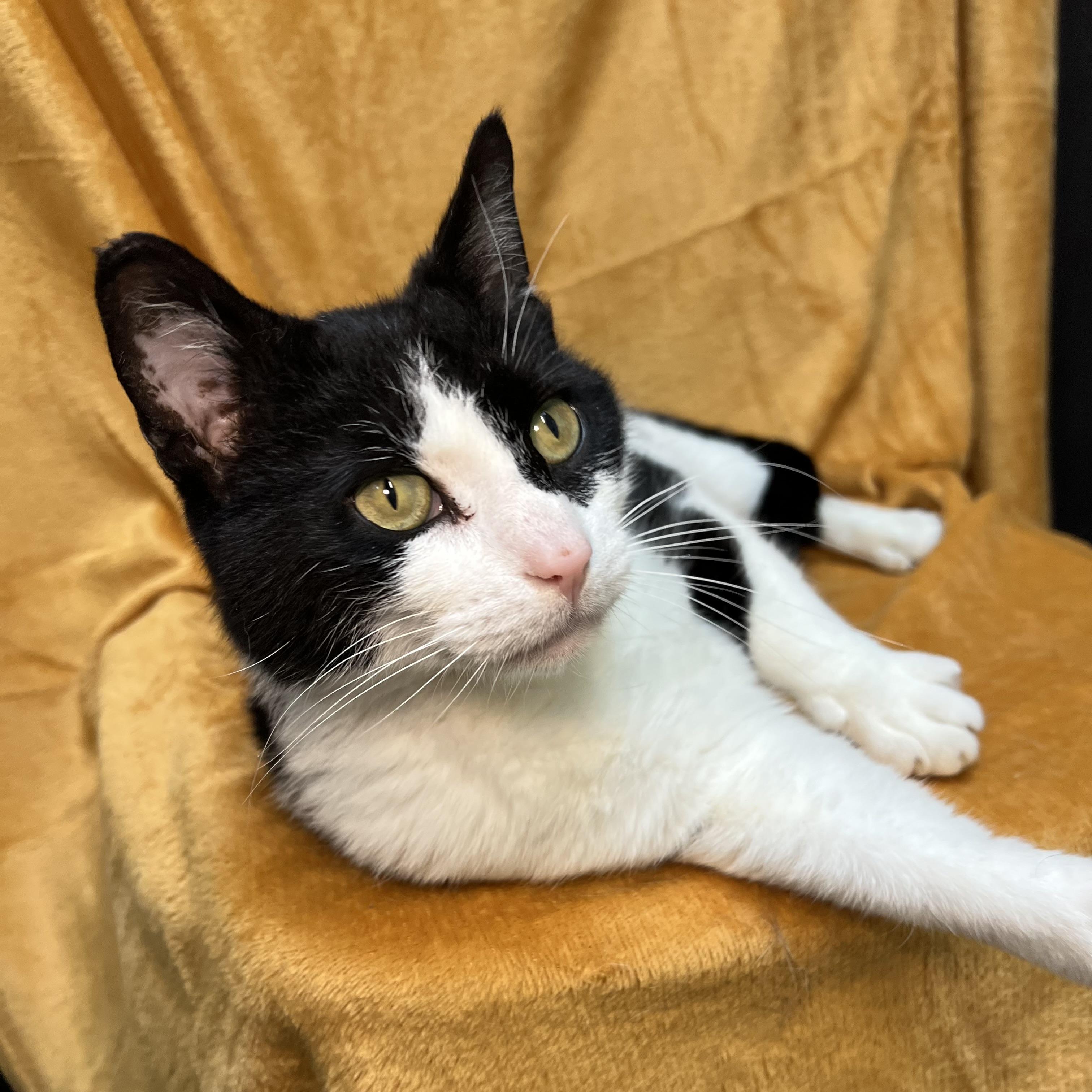 Bowie, a ADOPTABLE Domestic Short Hair in Fairmont, MN image 5/6