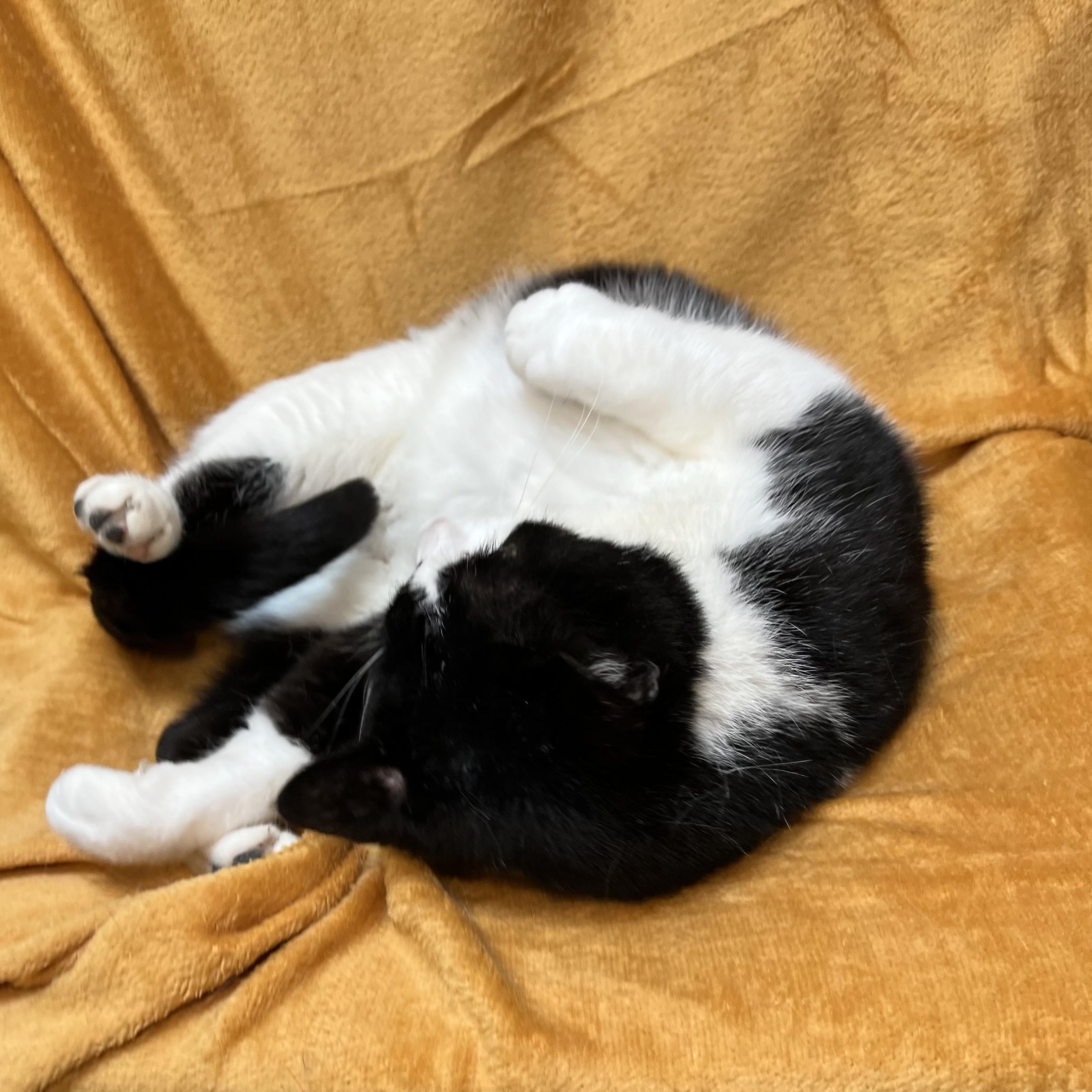 Bowie, a ADOPTABLE Domestic Short Hair in Fairmont, MN image 4/6