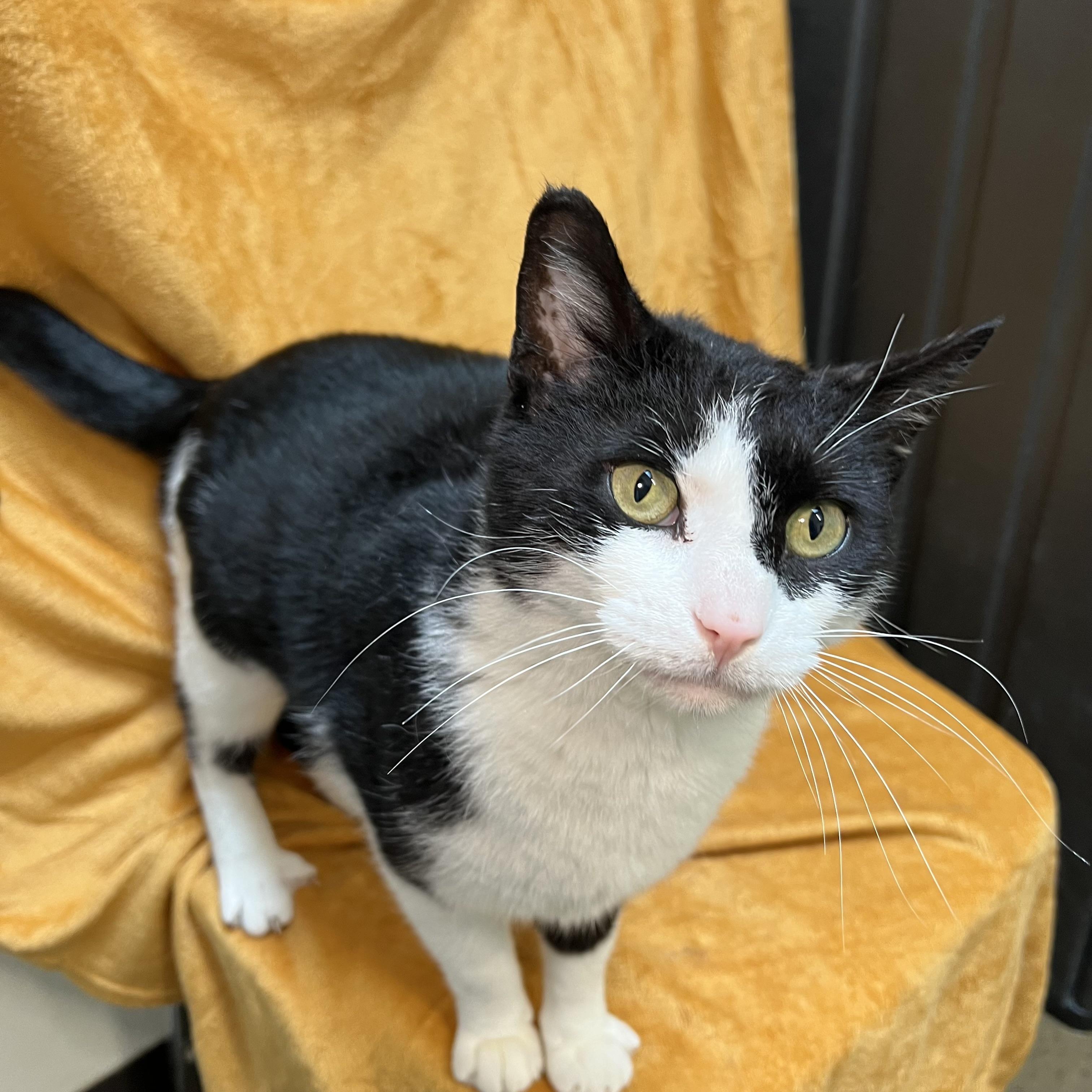 Bowie, a ADOPTABLE Domestic Short Hair in Fairmont, MN image 3/6