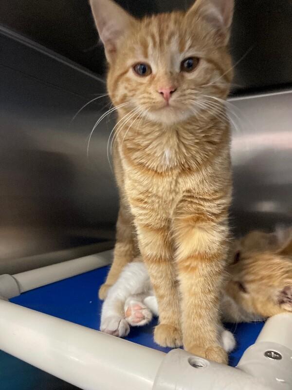 Enlarge Carrot , a ADOPTABLE Domestic Short Hair in Saint Charles, MO image 1/2