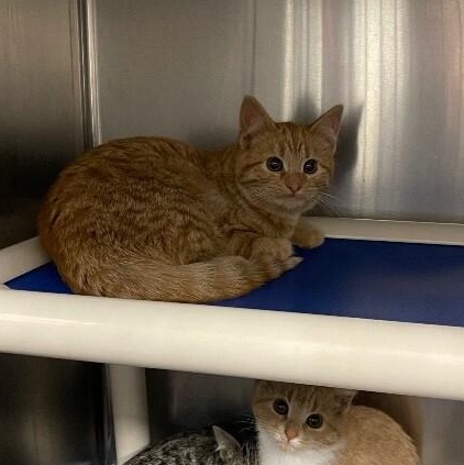 Enlarge Carrot , a ADOPTABLE Domestic Short Hair in Saint Charles, MO image 2/2