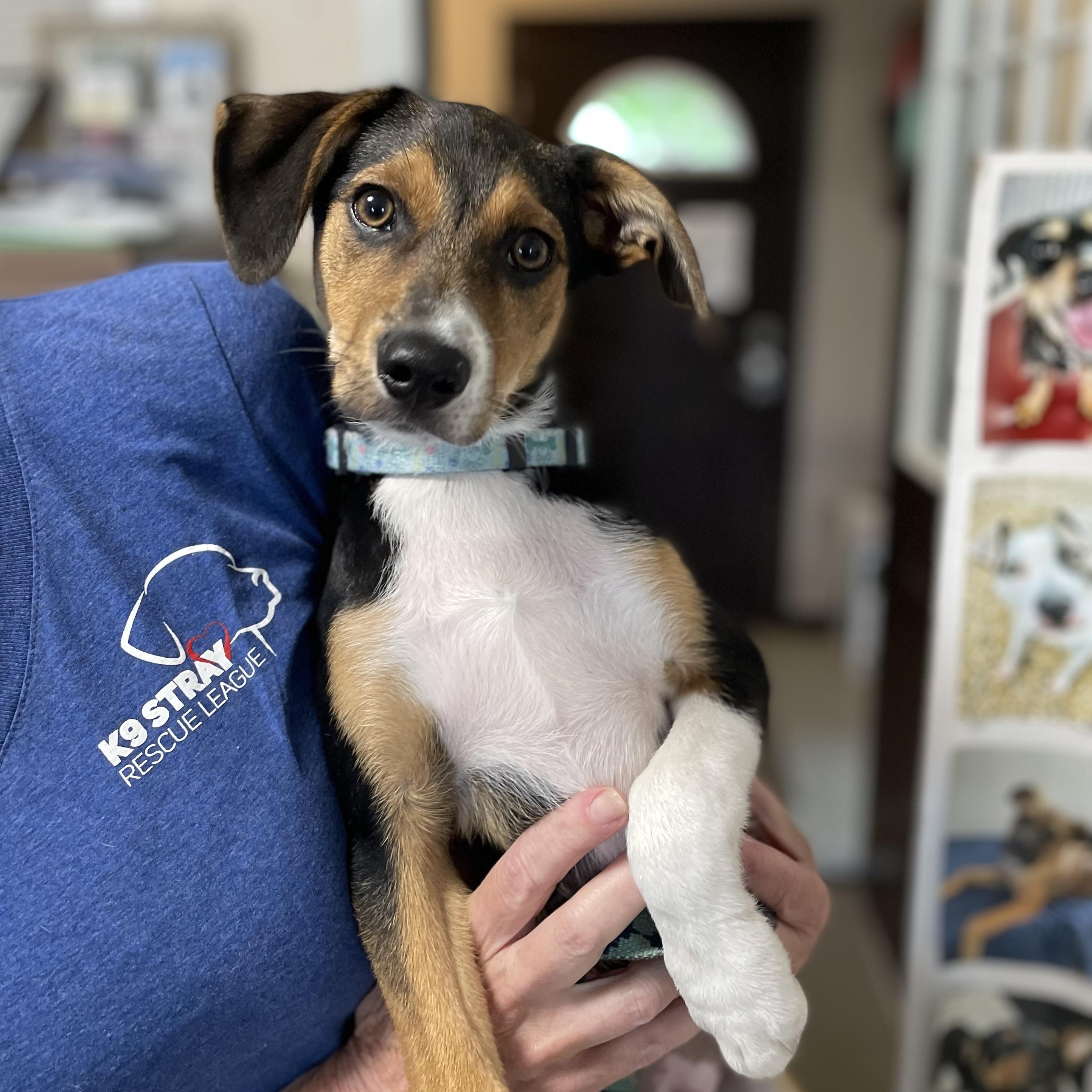 Coco, adopted, Puppy Male Beagle & Mixed Breed.