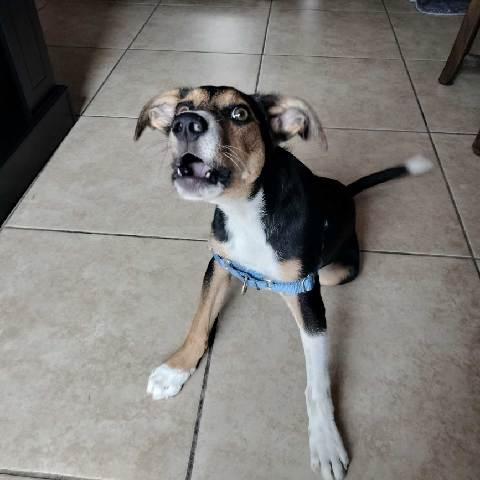 Coco, an adopted mixed breed in Oxford, MI image 3/6