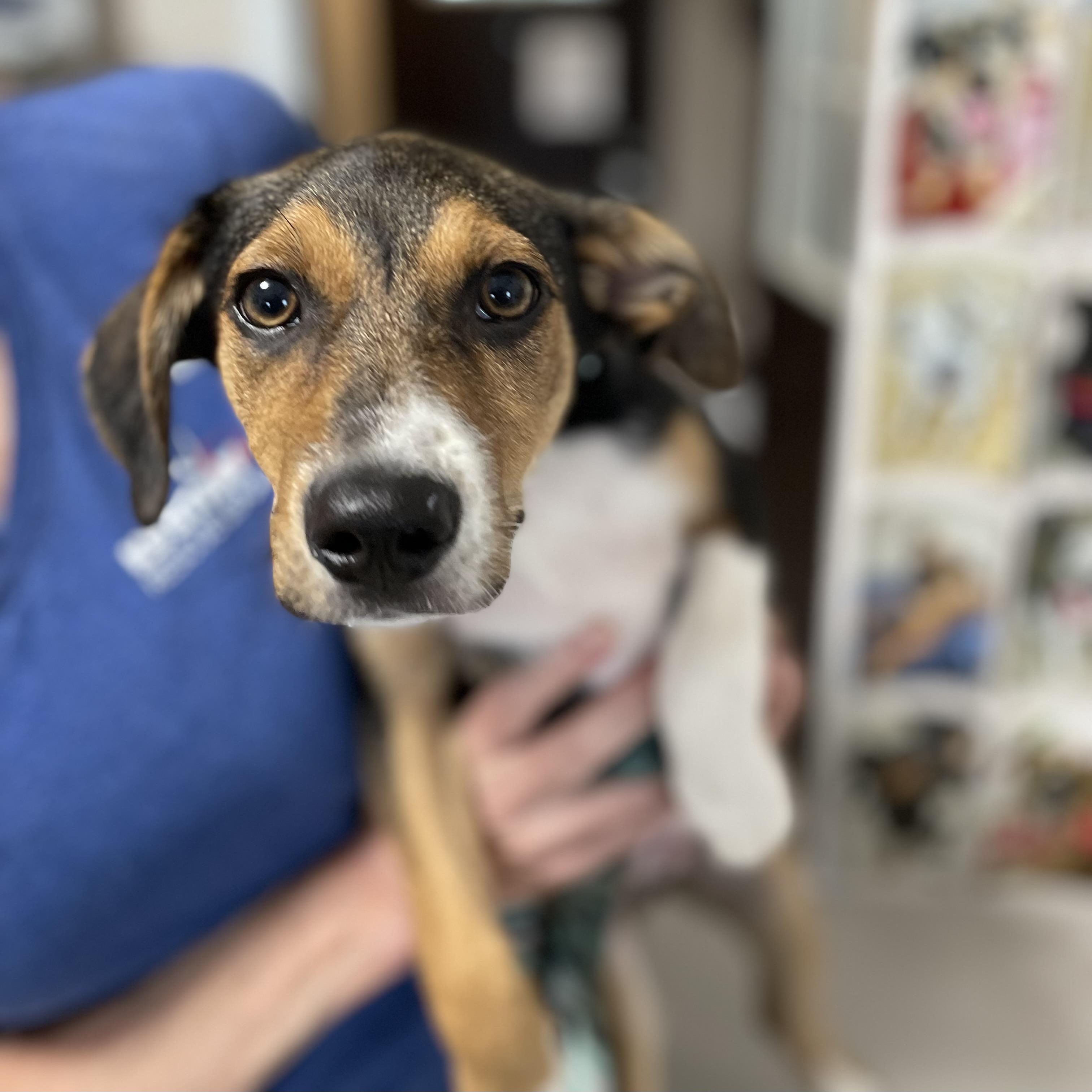 Coco, an adopted mixed breed in Oxford, MI image 5/6