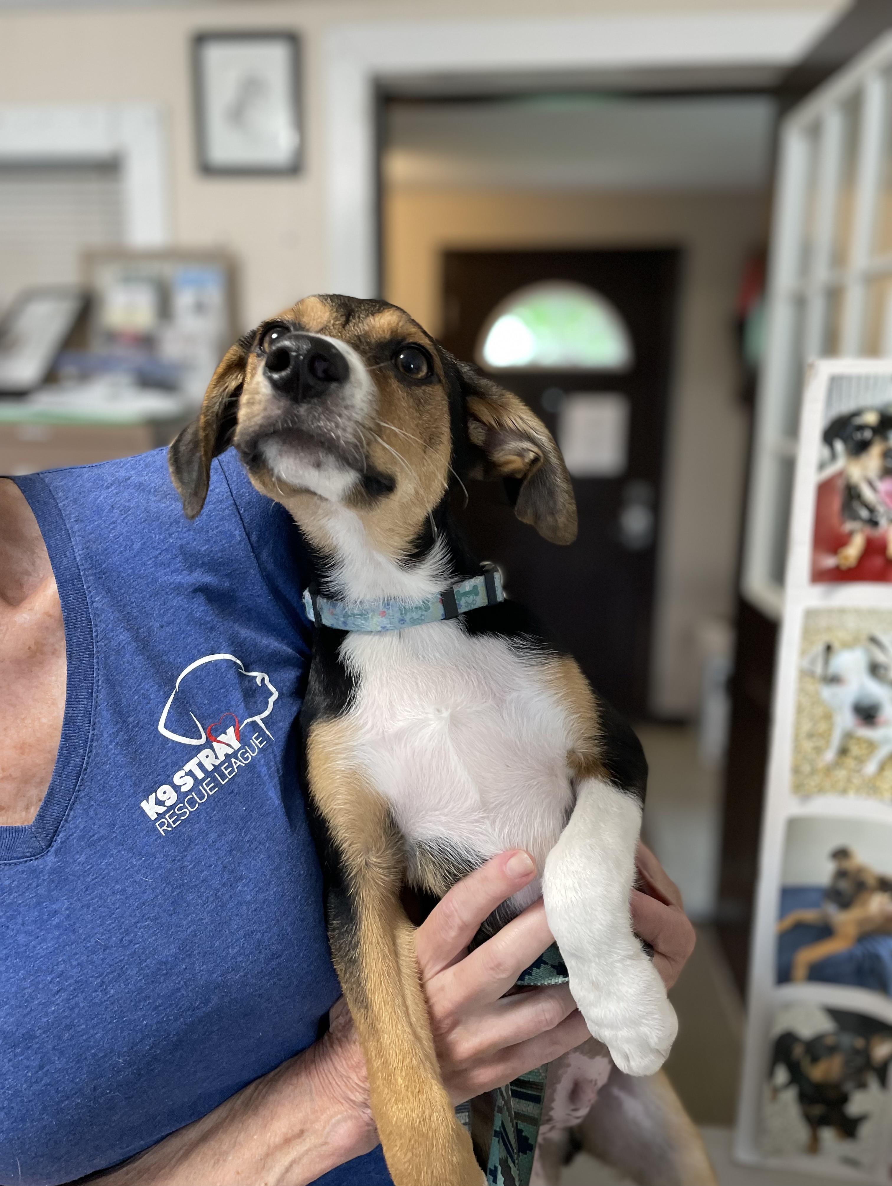 Coco, an adopted mixed breed in Oxford, MI image 6/6