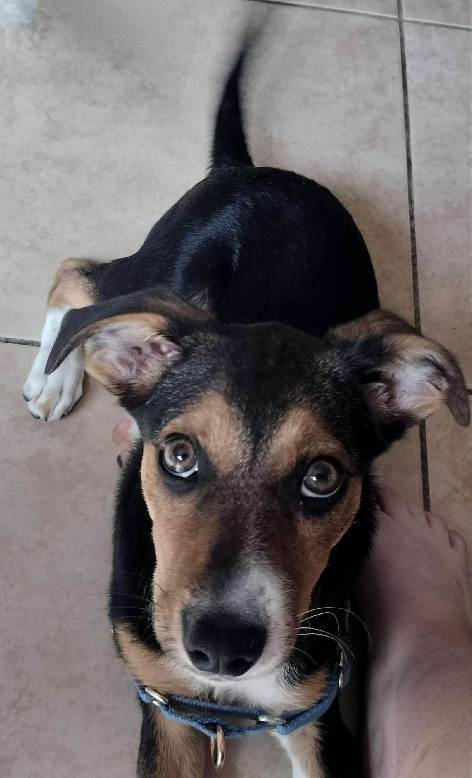 Coco, an adopted mixed breed in Oxford, MI image 2/6