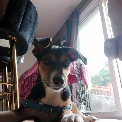 Coco, an adopted mixed breed in Oxford, MI image 4/6