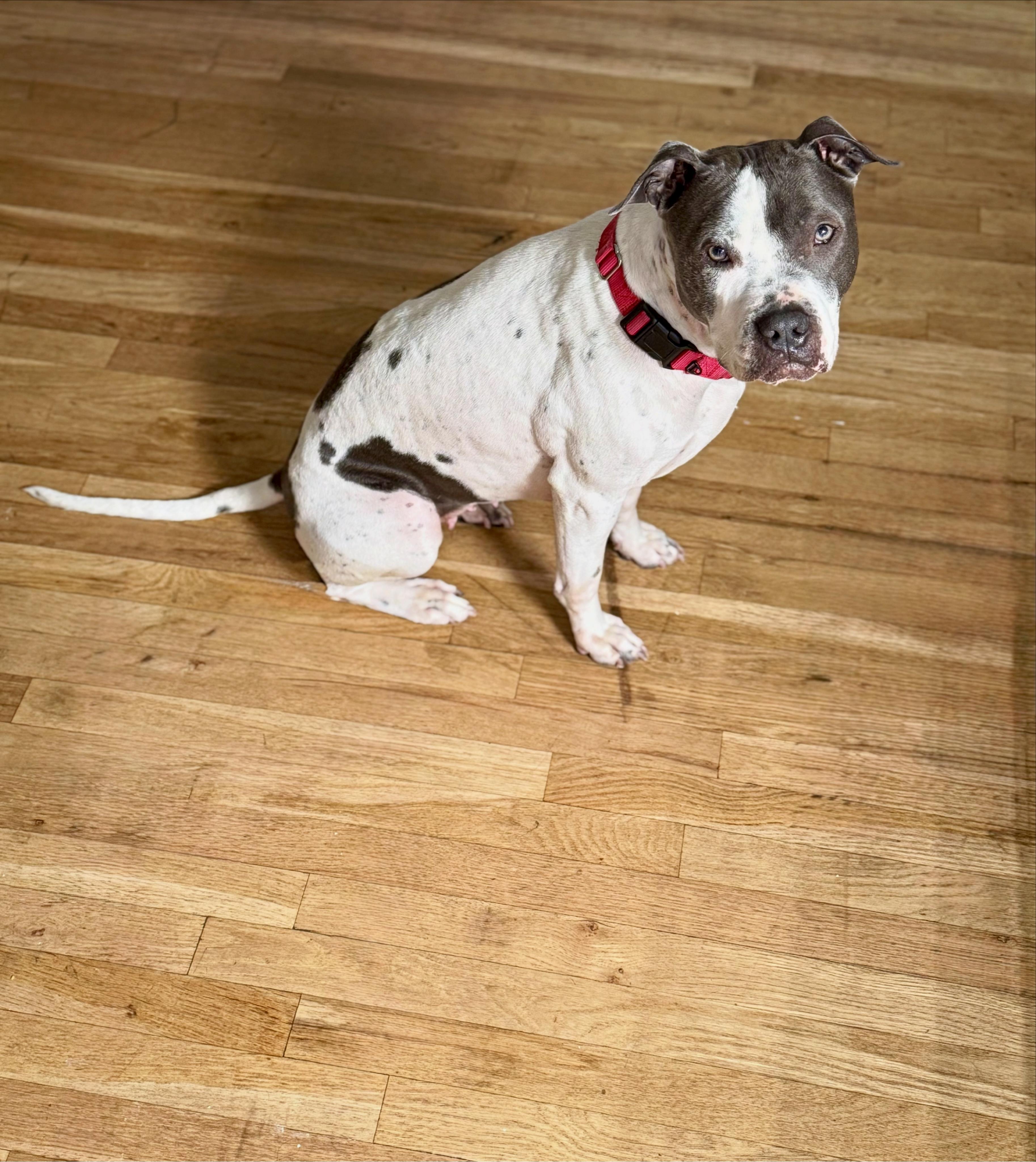 Pecas (POOCH), a Adoptable mixed breed in East Moriches, NY image 1/6