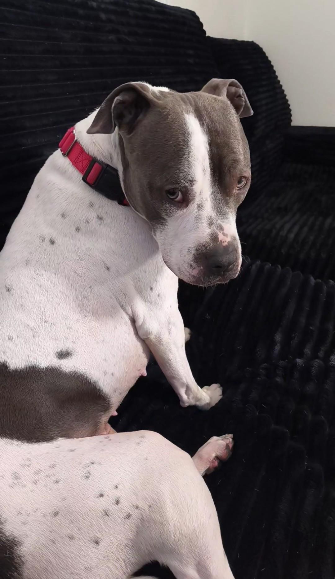 Pecas (POOCH), a Adoptable mixed breed in East Moriches, NY image 5/6