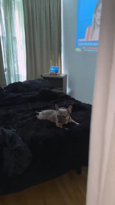 Enlarge Pecas (POOCH), a Adoptable mixed breed in East Moriches, NY video 6/6