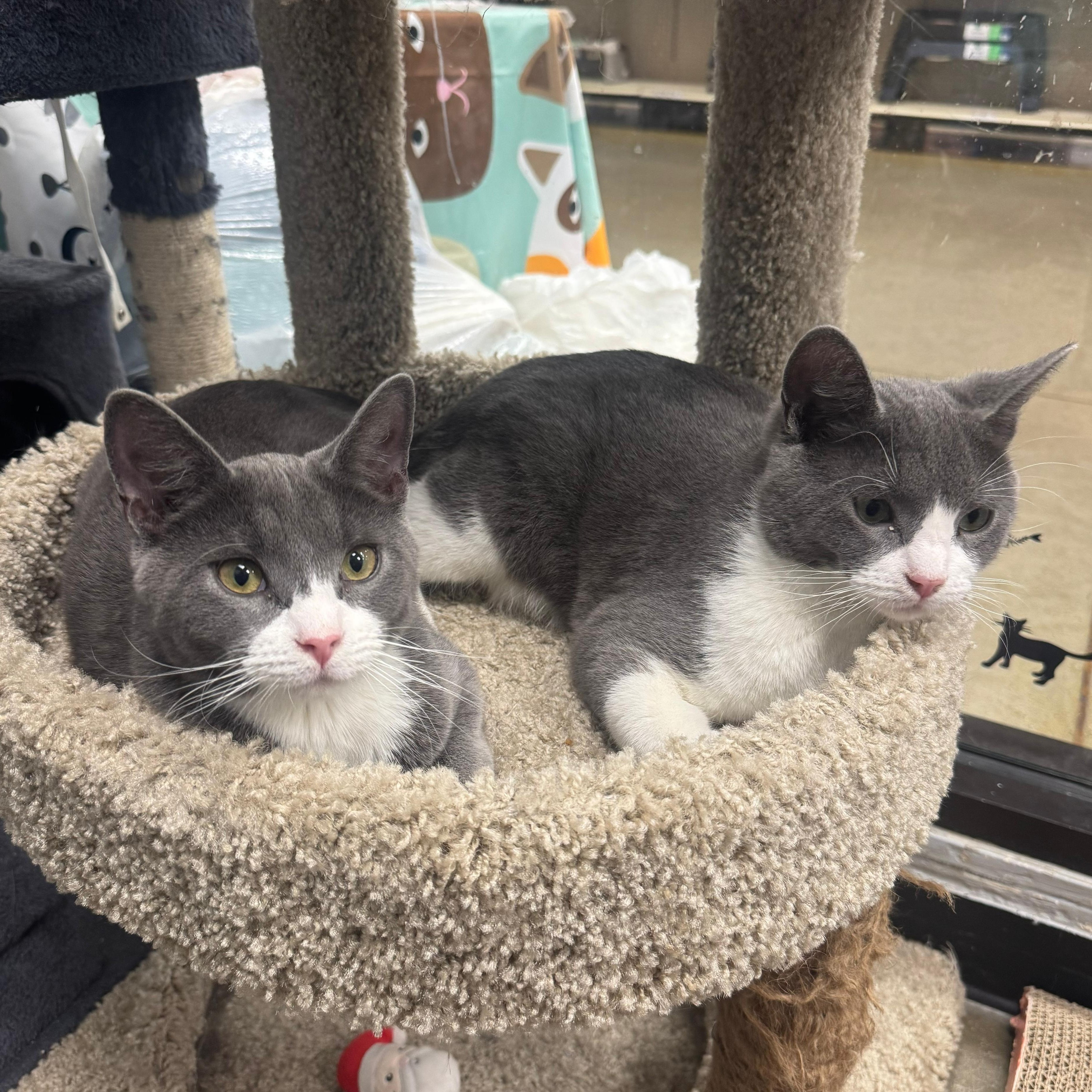 Enlarge Fleece & Flannel - BONDED PAIR, an adopted Domestic Short Hair in Maple Shade, NJ image 3/4