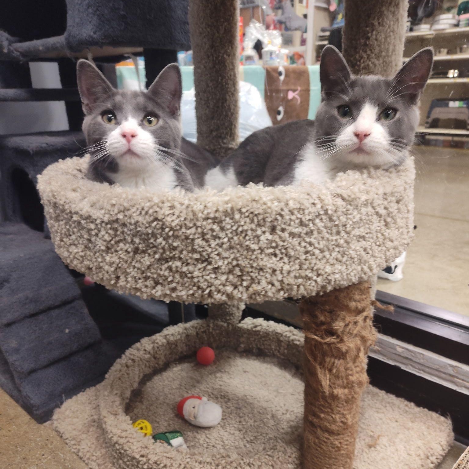 Enlarge Fleece & Flannel - BONDED PAIR, an adopted Domestic Short Hair in Maple Shade, NJ image 1/4